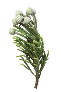 Green pompons and leaves of brunia isolated on white or transparent background