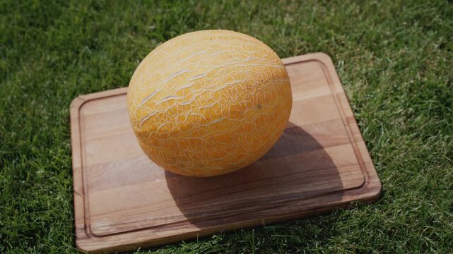 Yellow ripe melon lying on wooden cutting board over green grass lawn background outdoors.