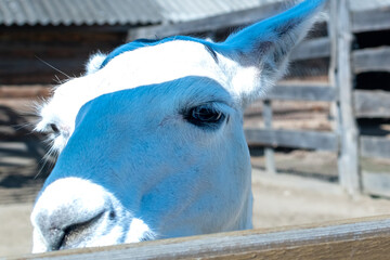 Frontal portrait of a cute white llama leaning over a wooden fence in a sunny farmyard with a rustic wooden barn and fence structure in the background © Irik