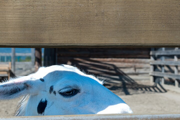 Fototapeta premium Close up shot of a spotted white llama looking through a rustic wooden fence board in an outdoor farm pen on a sunny bright day in the countryside