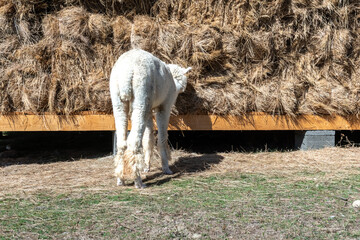 Fototapeta premium Fluffy white alpaca standing on a farm ground and eating dry hay from a huge stacked bale shelter on a bright sunny day in the countryside