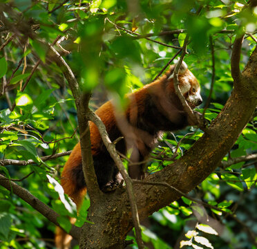 red panda in tree