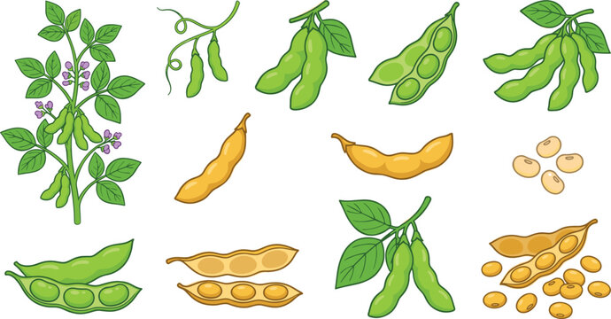 Fresh Soybean Vector Set featuring Green Edamame Pods, Dry Soy Beans, Growing Plant with Flowers, and Open Shells for Organic Food Designs.