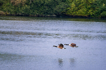 Pair of Canada Geese (Branta canadensis) Flying Low Over Water at Attenborough Nature Reserve, Nottinghamshire, England © Frank Goma
