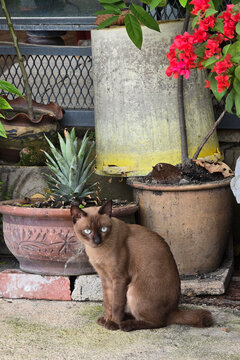 Penang, Malaysia - Sep 26, 2026: A brown cat with blue eyes sitting outdoors beside ceramic plant pots and blooming pink bougainvillea flowers.