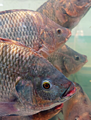 Fresh Raw Tilapia Fish at Seafood Market Stall, Whole River Fish Display for Sale © FyfaMetarial