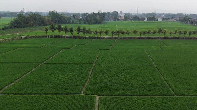 High angle drone shot of vast green paddy fields divided by a neat row of coconut trees in a tranquil rural countryside
