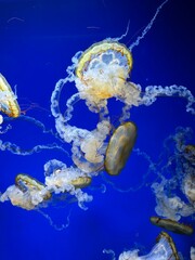 Jellyfish floating in blue underwater background © Diana