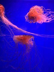Pink and orange jellyfish floating underwater in vivid blue aquarium water, colorful marine animals with long flowing tentacles, translucent bodies. Exotic aquatic wildlife background © Diana