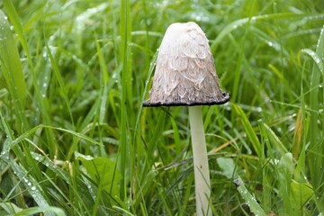 mushroom in grass © Sergei