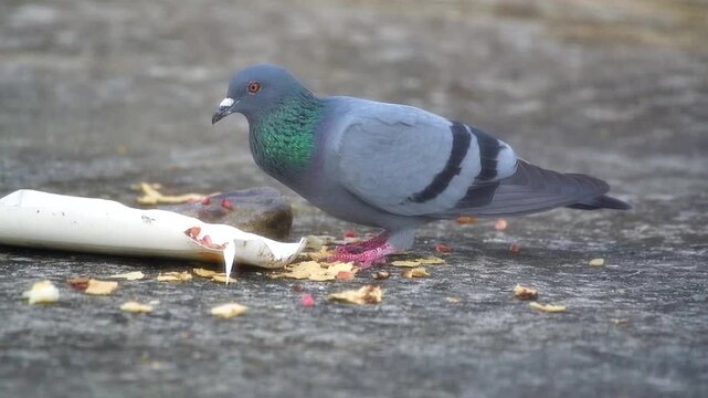 Rock Pigeon Feeding on Scattered Food on Ground