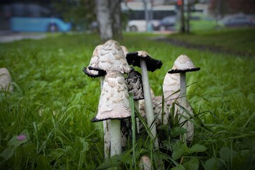 mushroom in the grass © Sergei