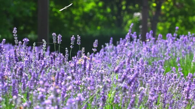 Spring lavender flowers under sunlight. Bees and butterflies fly around and pollinate flowers. Beautiful nature landscape with panoramic views. Hi spring.