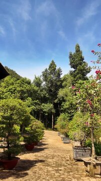 Walking Shot Along a Lush Garden Path With Bonsai Trees and Tropical Plants Under a Bright Blue Sky in Phu Quoc During Daytime