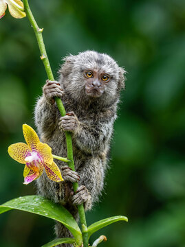 A cute pygmy marmoset monkey climbing on a green orchid stem in the wild.