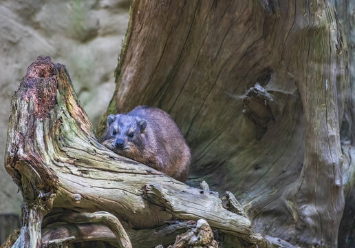 Rock hyrax resting on a weathered tree stump in a zoo enclosure