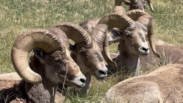 Close-up on the heads of resting bighorn sheep rams