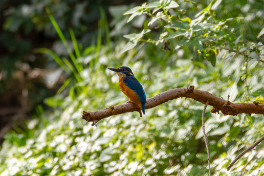 Eisvogel auf einem Ast &uuml;ber dem Wasser