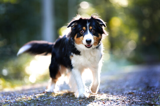 Australian Shepperd in der Abendsonne im Wald