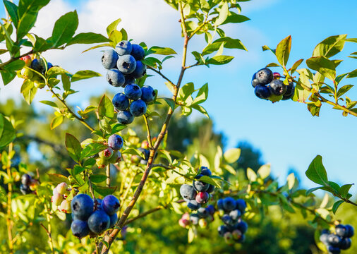 Ripe blueberries hanging on bush with green leaves under bright sunlight in summer orchard, clusters of juicy fruit ready for harvest