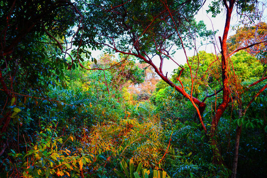 Dense tropical forest with vibrant green foliage and warm golden sunlight filtering through tree branches, creating rich color contrast and natural depth
