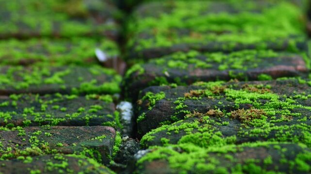 Close-up of vibrant green moss growing on weathered terracotta roof tiles, natural macro texture of aged clay tile with lichen