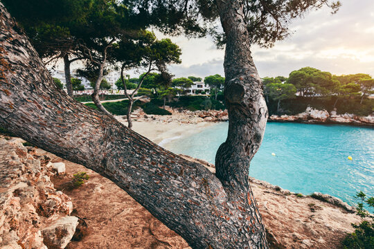 Cala Esmeralda beach framed by trees in Cala d'Or, Mallorca, Spain.