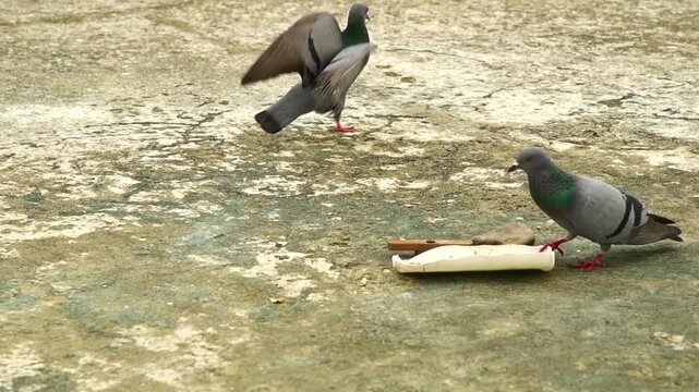 Two Rock Pigeons Feeding from Food Tray on Ground