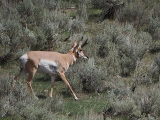 Pronghorn antelope strides through sagebrush hills. Light wind brushes its slender frame. Natural grassland shadows stretch across the ground. Wildlife photographer captures fleeting motion © Mark