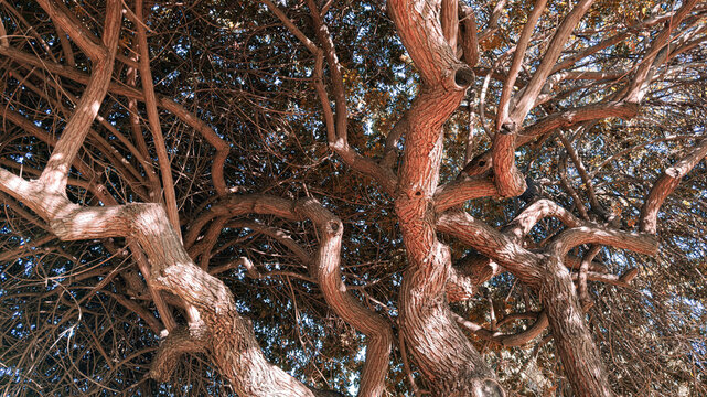 a dense tangle of twisting gnarled tree branches with rough textured bark reaches upward beneath leafy foliage