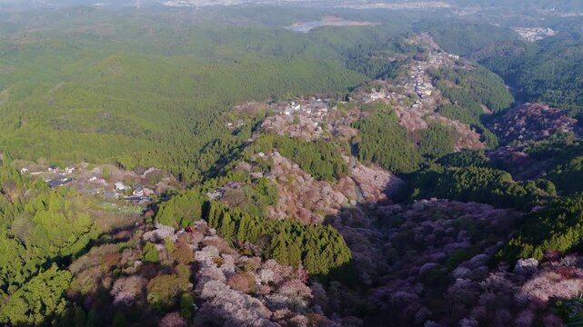 Flying over pink cherry trees in green mountains of Nara, Japan in spring