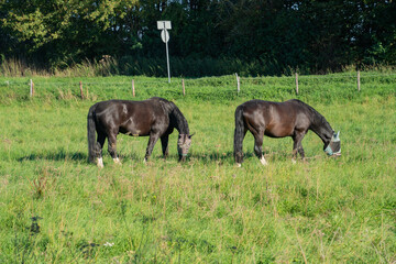 Horses grazing in a green field near a road sign on a sunny day © Jill Dundee