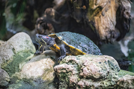 Full body view of a red-eared slider turtle basking on a rocky surface