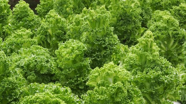 Healthy curly kale growing abundantly as a nutritious leafy vegetable