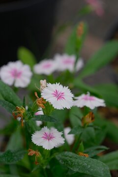 Dianthus chinensis flower or pinks or sweet williams in the garden. Bunga china pink