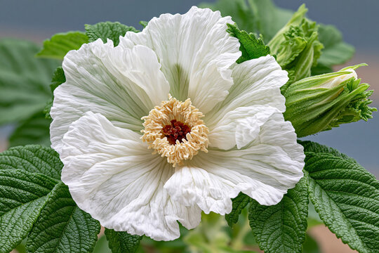 White flower with textured petals and yellow and red center in a garden