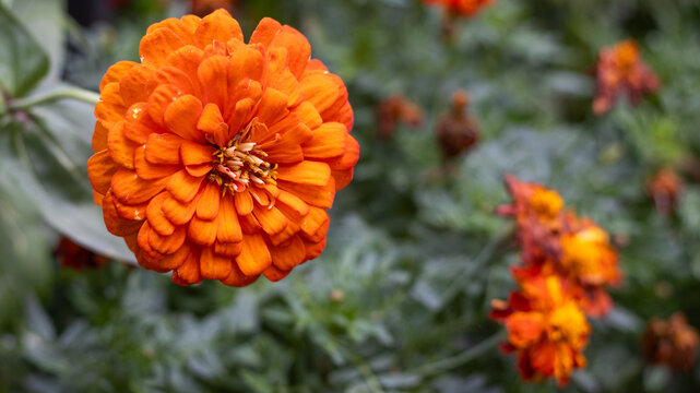 Bright orange flower blooms in a garden filled with green leaves in daylight