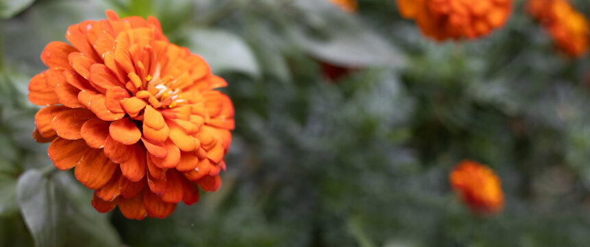 Bright orange flower blooms in a garden with green leaves and a natural background during daylight hours