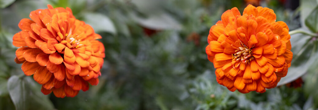 Bright orange flowers in a garden, showing close-up details of their unique petals and structure during a sunny day