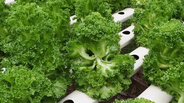 Fresh curly kale growing in rows of a modern hydroponic farming system