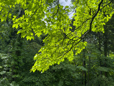 Bright green sunlit leaves on a tree branch stand out vividly against a dense, shaded green forest backdrop