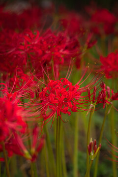 Red spider lily (Lycoris radiata) field in full bloom at Expo '70 Commemorative Park, Osaka, Japan, autumn flower background