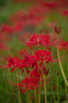Red spider lily (Lycoris radiata) field in full bloom at Expo '70 Commemorative Park, Osaka, Japan, autumn flower background