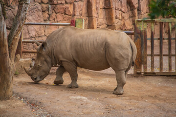 Southern white rhinoceros standing and grazing on food in a zoo enclosure © Anja