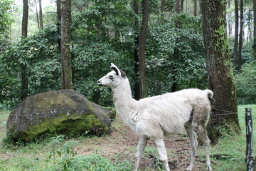 llama in the zoo © Angga