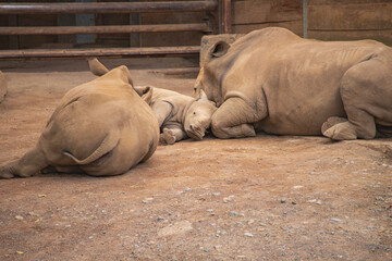 Three southern white rhinoceroses resting side by side in their zoo habitat © Anja