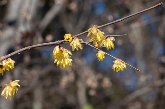 Yellow wintersweet flowers and buds blooming on branch against bokeh background in early spring