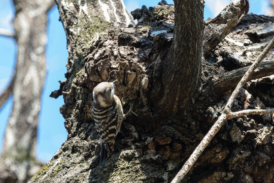 Japanese pygmy woodpecker perched on a large tree trunk under blue sky