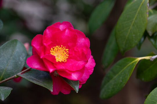 Vibrant pink camellia flower blooming in full bloom with green leaves in early spring garden