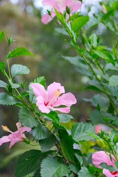 Blooming pink hibiscus flower (Hibiscus rosa-sinensis) in garden, tropical plant for herbal tea
